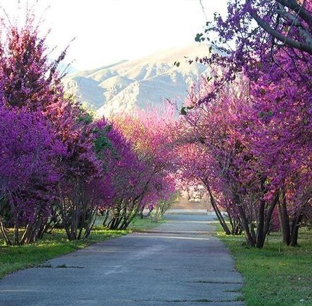 Dance of Spring
